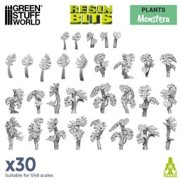 Plantes de Monstera x30